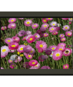 46111995-83fe-4815-aa78-6365ad38a60d