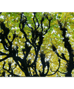 69018fd8-2efc-4b8e-baa3-a761aa2c5e4f