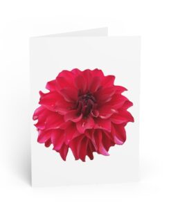 Beautiful Red Dahlia Flower With Water Drops Greeting Cards