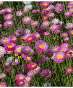 851c7392-20cd-4f9e-b434-38026bb41a36