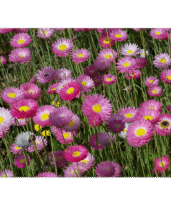 e786500e-75be-4f00-9956-02923acafb4e