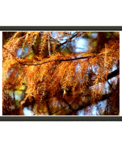 88742ee7-557e-4acb-a0df-e9007b19f2b2