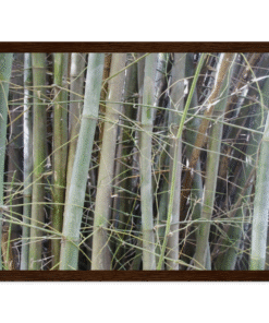 d7830284-6d70-4f50-9ca9-9c5176bd44dc