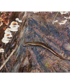 12e30fbd-ef18-49f5-b2b1-f0158e2997cd