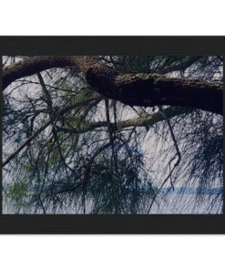 2985f741-7c41-44d8-bf51-33f87dbefd9b