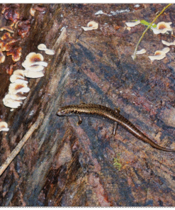 325d73f3-358a-43fc-a14d-b088eedb7cc2