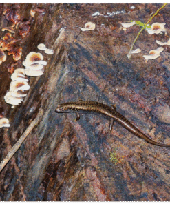 33500f16-2c84-477b-8f78-249819776e14