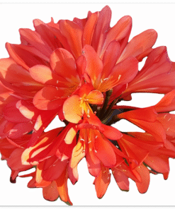 88bedffd-4430-4d64-9433-129f89ad927c