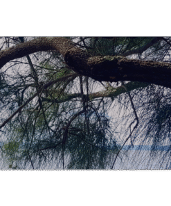 c463860c-2302-4872-9ac8-cd766e2ca89f