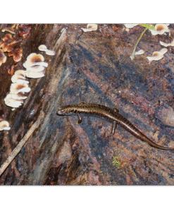 c4a1007e-e62a-4a57-9772-f79d848c2d01