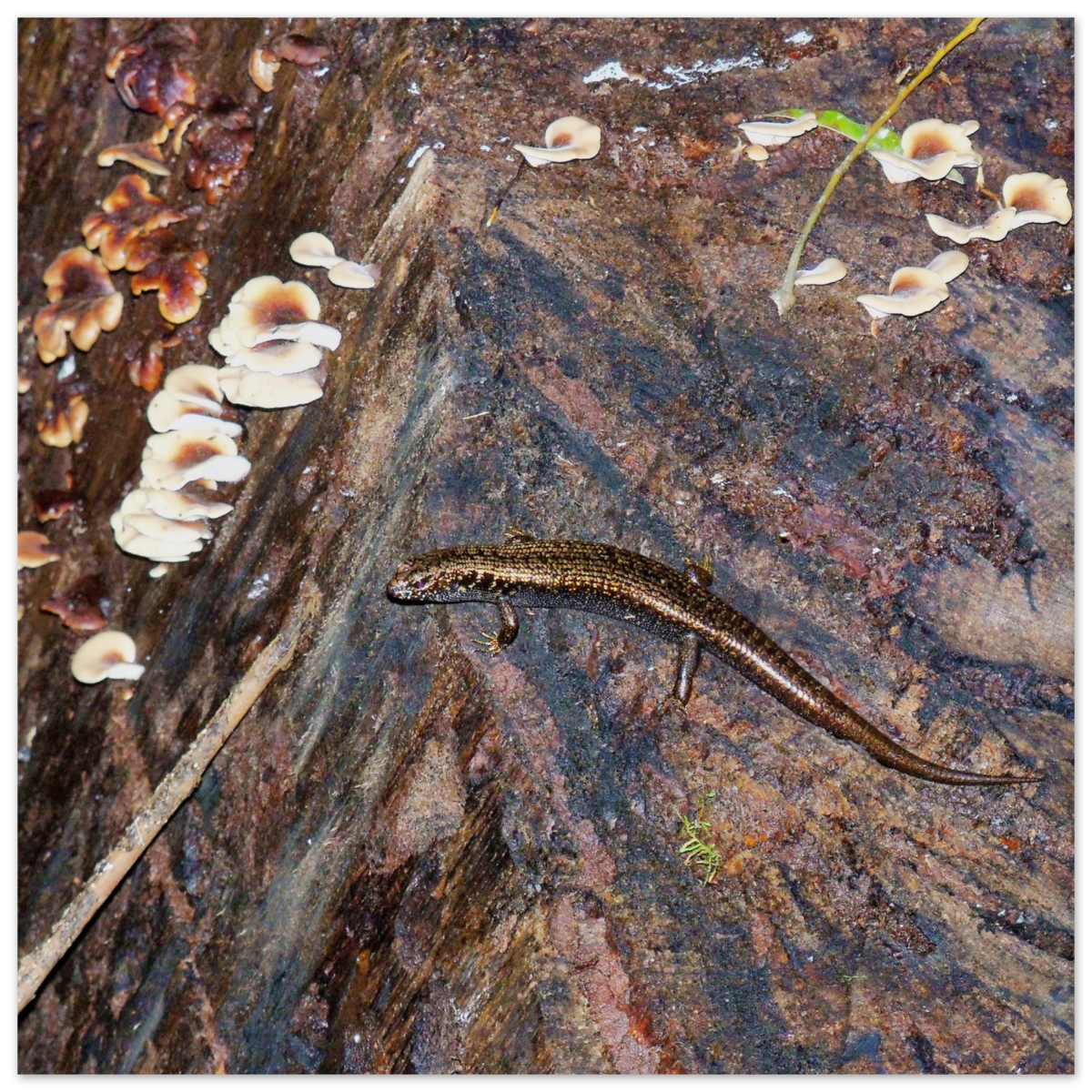 cd99d747-4815-4e83-9109-55afcd290132