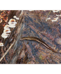 d532c545-f330-4055-818e-ef27b3bf36fc