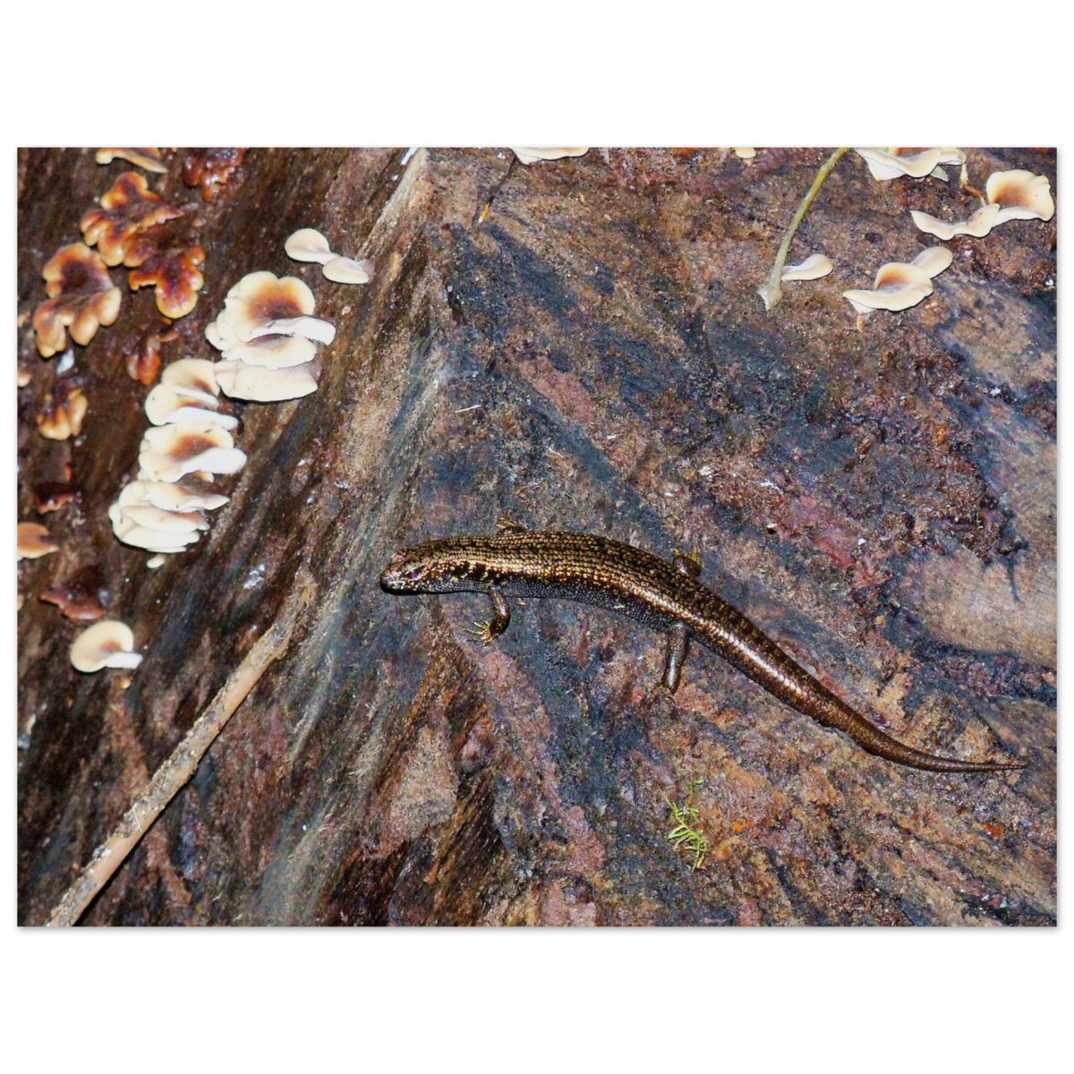 d532c545-f330-4055-818e-ef27b3bf36fc