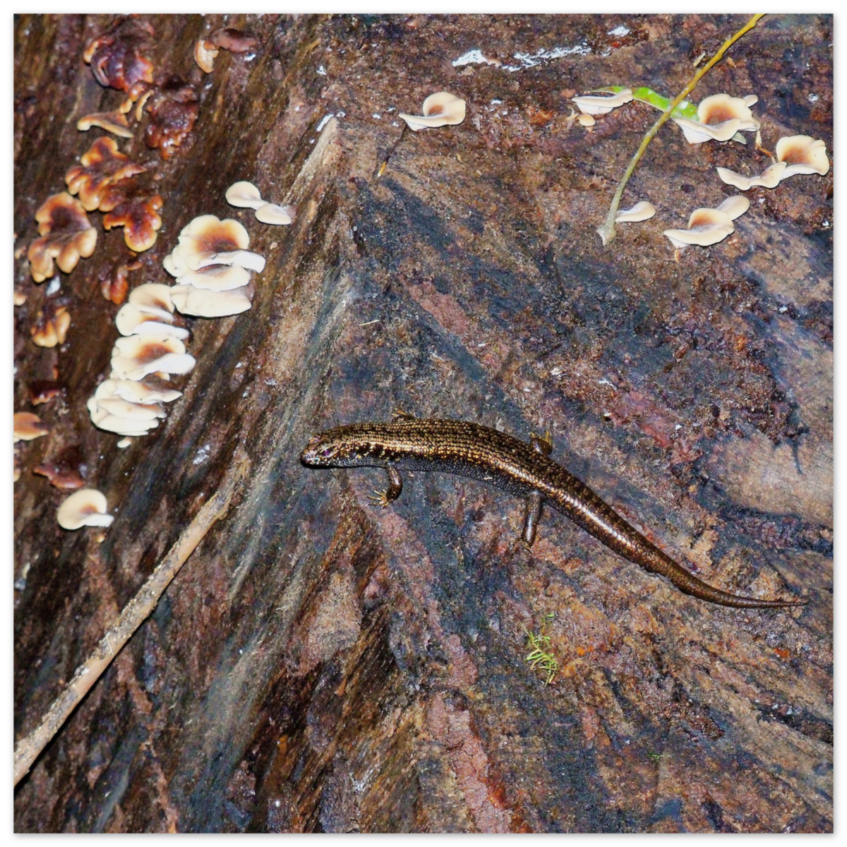 e1024f6f-48ee-4099-8f81-34df1e8796f0