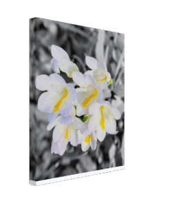 57b11232-2893-4841-bd87-7f9b5314080e