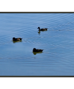 68f27572-9e21-4724-8876-a224cb2780db