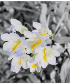 6c38679e-58c8-4341-998b-b7b323150dcf