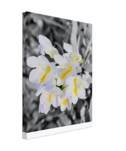 e66e4d88-86a6-4ea1-aaee-304ed6690d49